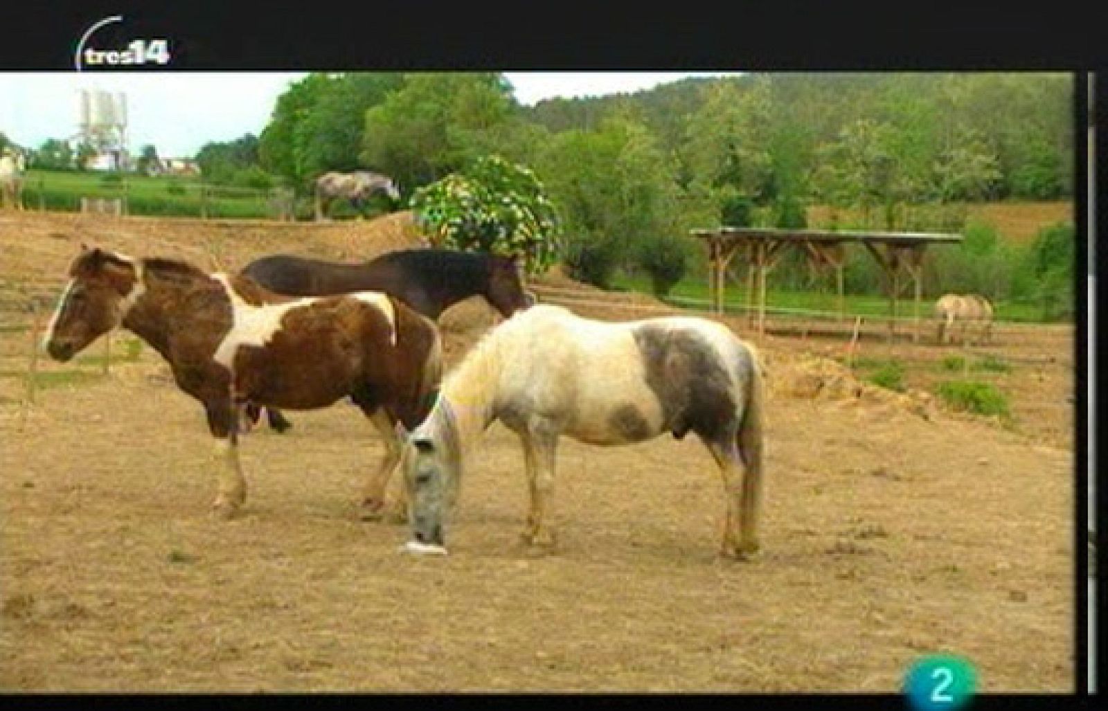 Terapia con caballos (mascotas)