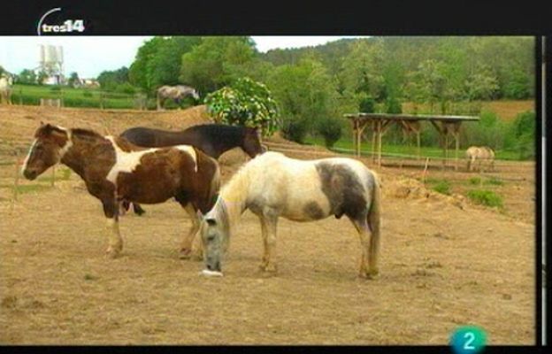 tres14 - Terapia con caballos