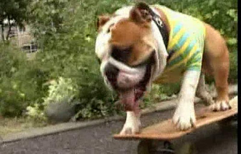 Un perro muy espabilado pasea en monopatín por el parque.