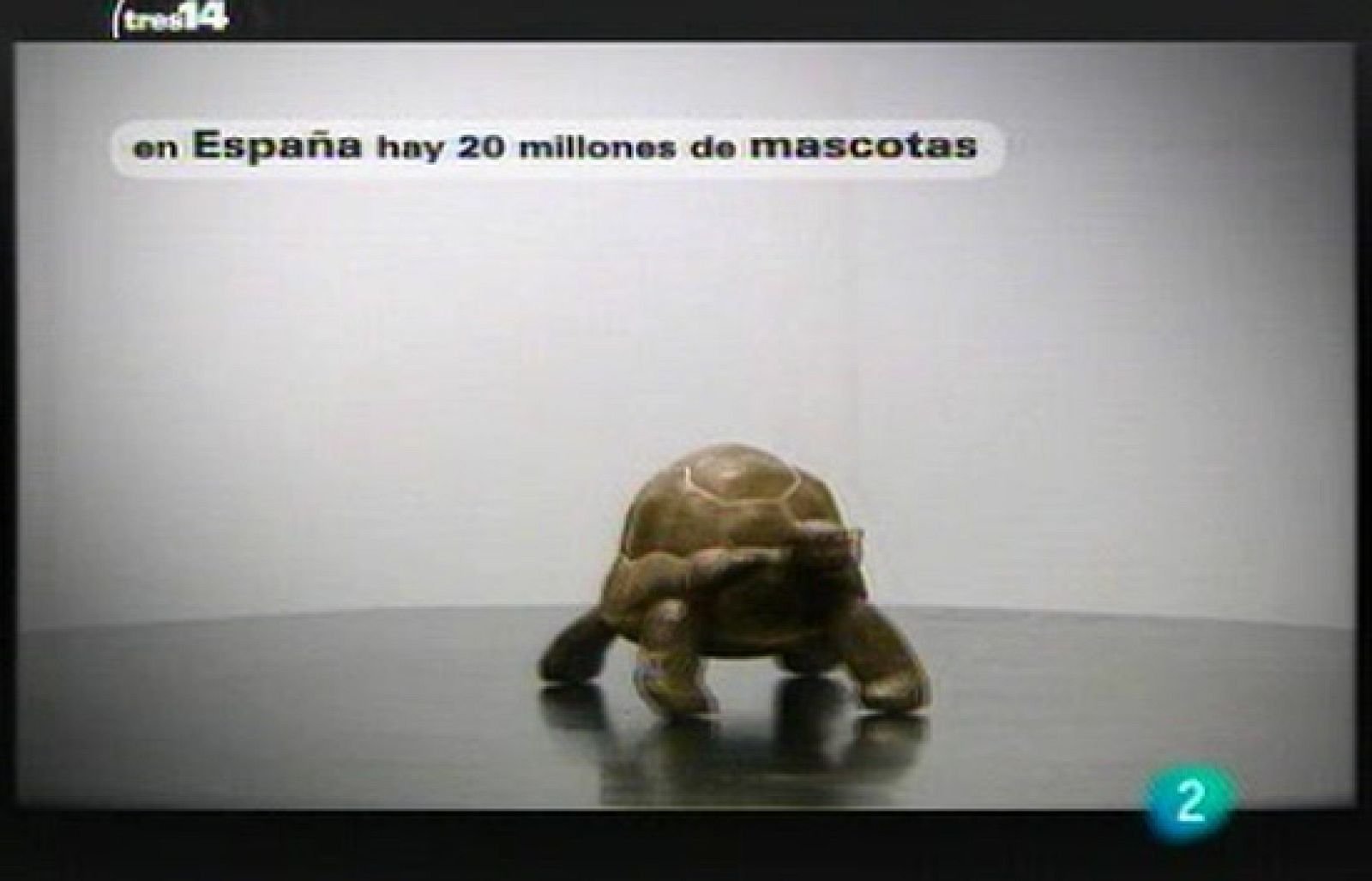 Y además (mascotas)