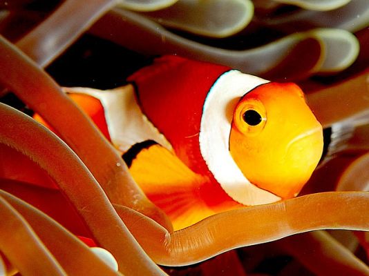 tres14 - ¿Los peces tienen poca memoria?