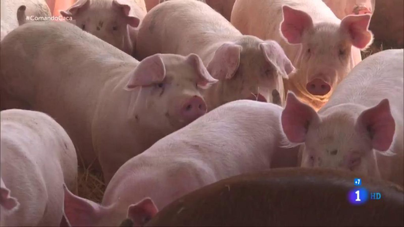 Comando actualidad - Lo que esconde la caca - En jaque por el purín