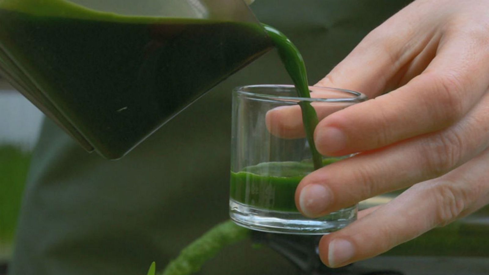 Los brotes verdes más enérgicos