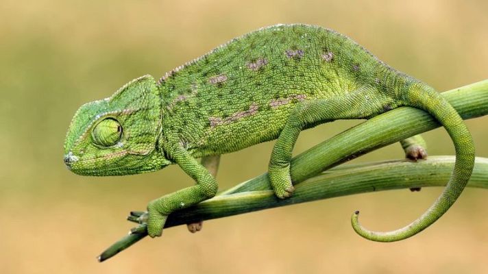 Órbita Laika - Curiosidades científicas - Camaleones y pulpos imitadores