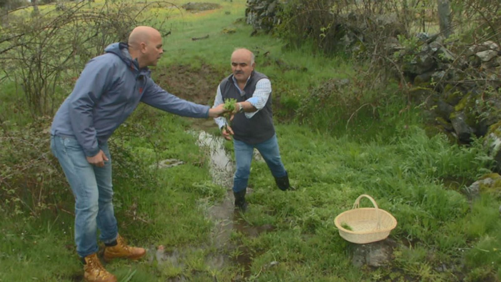 ¿Qué es el perifollo?