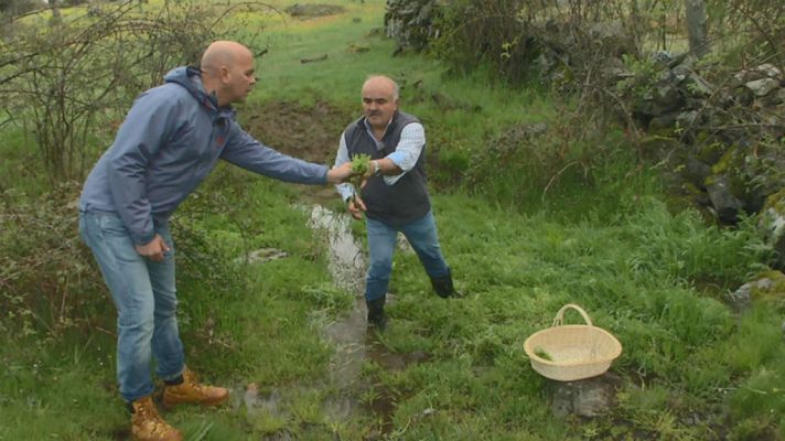 Aquí la Tierra - ¿Qué es el perifollo?