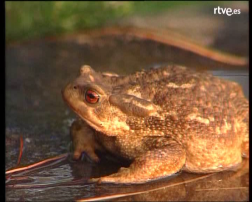Arxiu TVE Catalunya - Els altres barcelonins