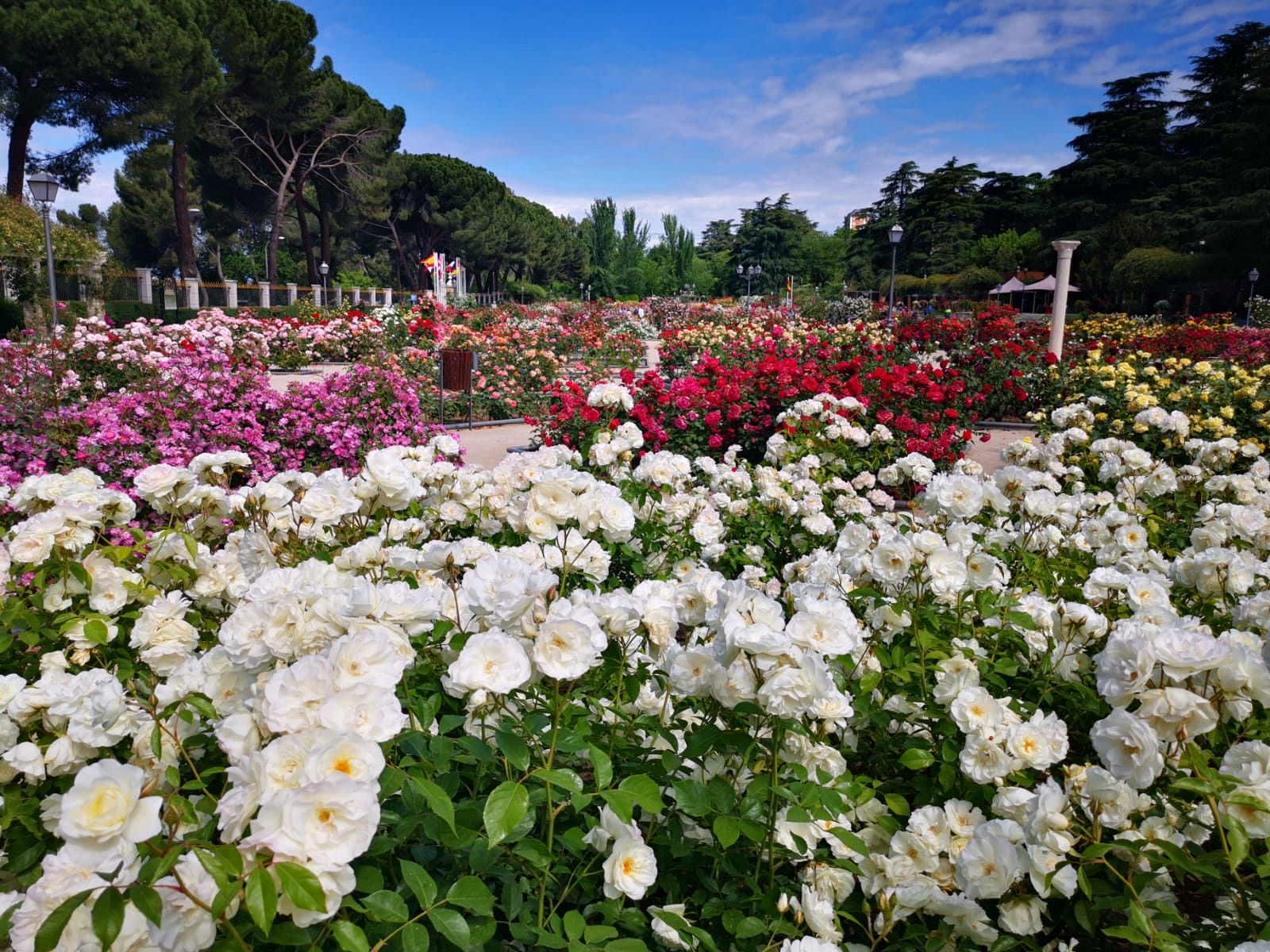 En el paríso de las rosa - España Directo | Ver