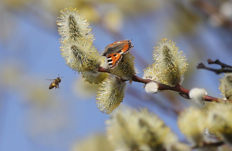 Cielo poco nuboso y temperaturas sin cambios en gran parte del país - Ver ahora