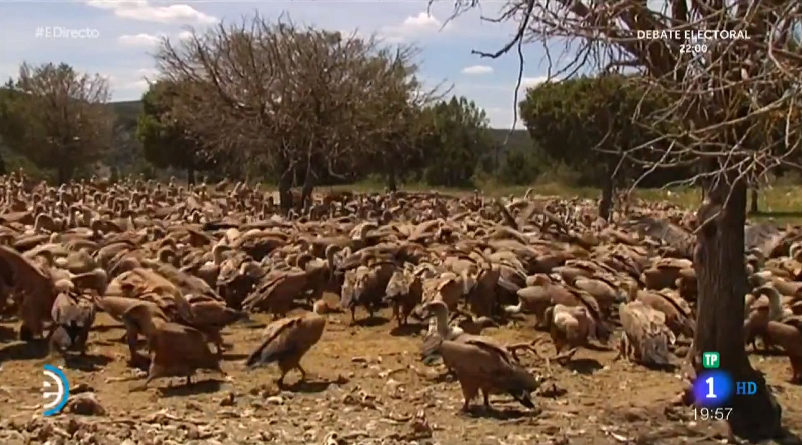 Hoces del Río Riaza: primer refugio de buitres en España - España Directo | Ver