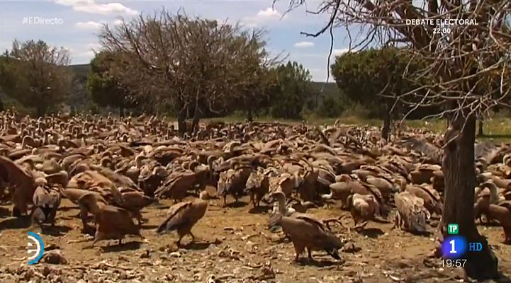 España Directo - Hoces del Río Riaza: primer refugio de buitres en España