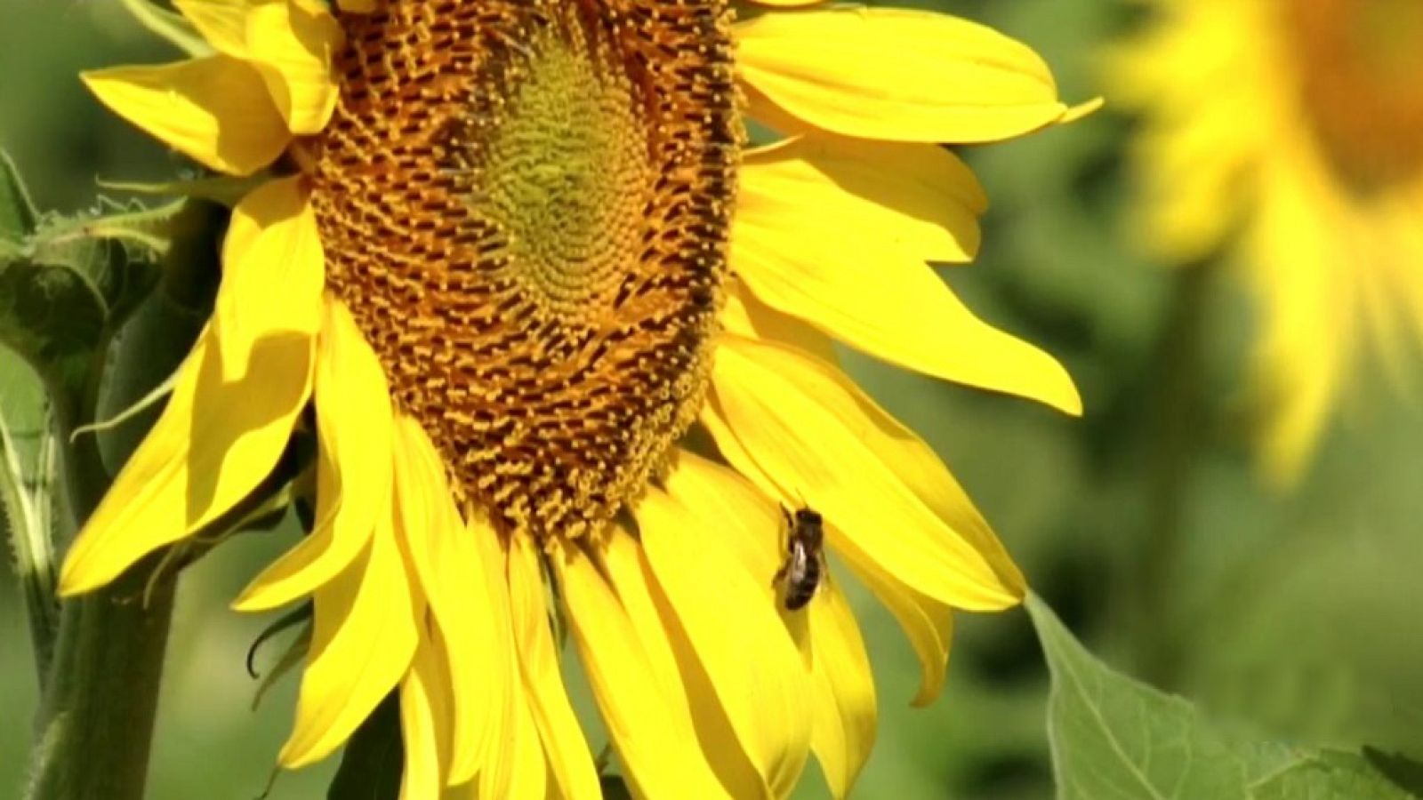 Agrosfera - 25/05/19 - ver ahora