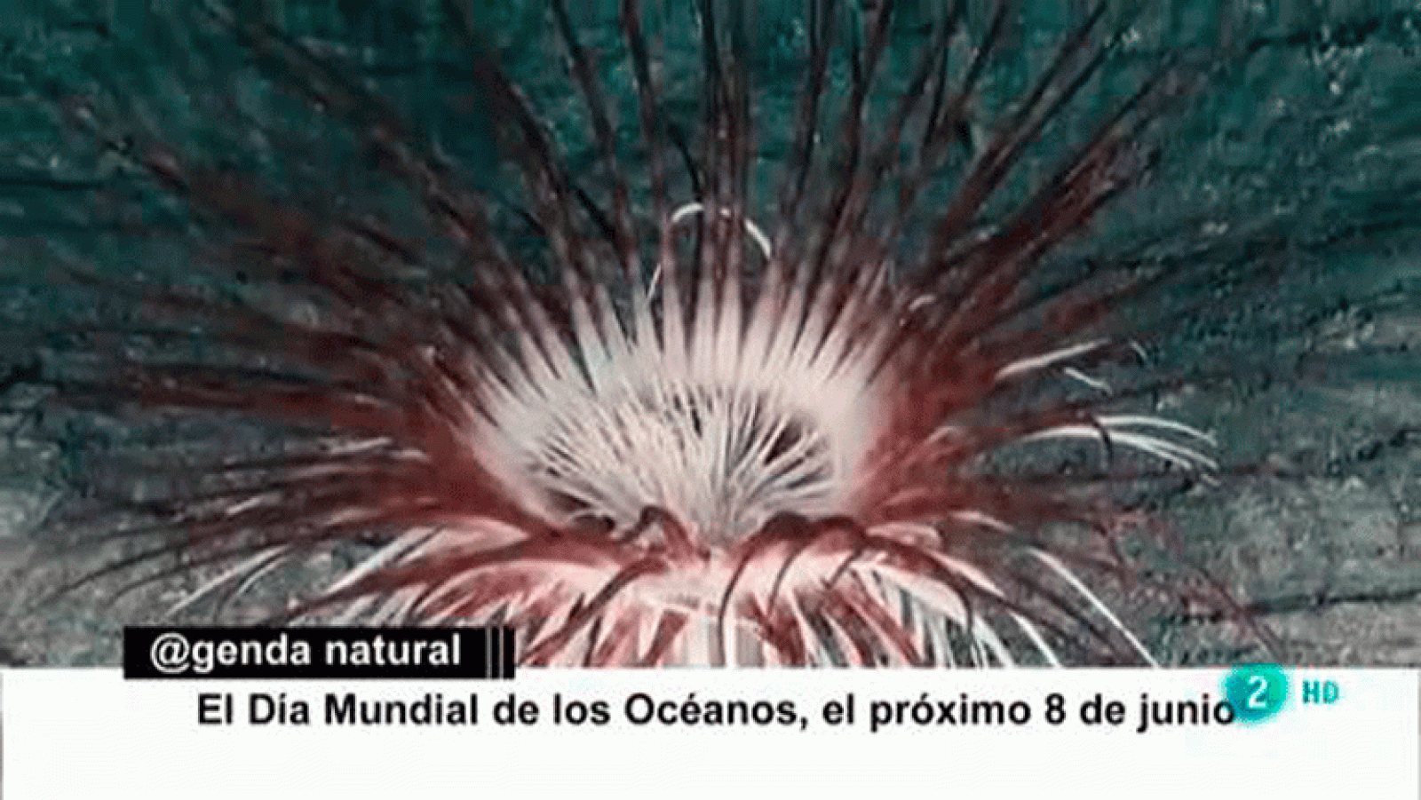 Agenda natural La aventura del saber. Día Mundial del Medio Ambiente y el de los Océanos Inoceana proyecto Life