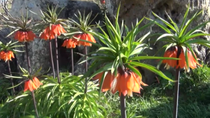 Teleplaneta - 27/05/2019