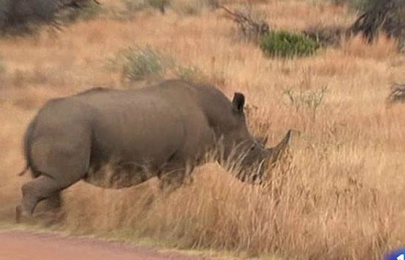 España se va de safari | Ver