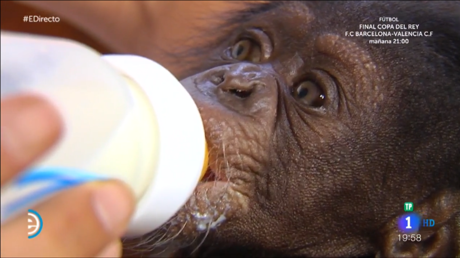 Salva, el primer chimpancé sevillano - España Directo | Ver