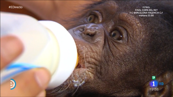 España Directo - Salva, el primer chimpancé sevillano