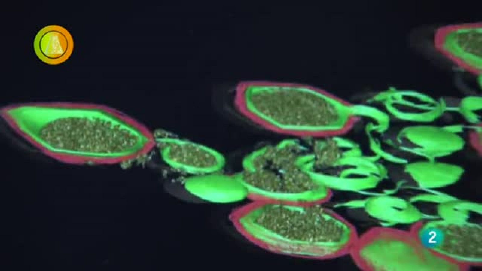 Laboratorio de ideas, Composición virus PPA