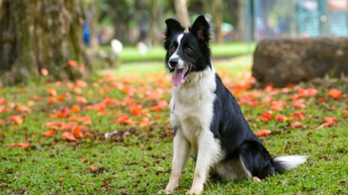 La mañana - En Un Mundo de Perros: Terapias con reclusos