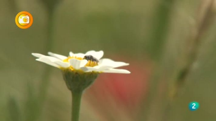 Agrosfera - "Operación Polinizador"