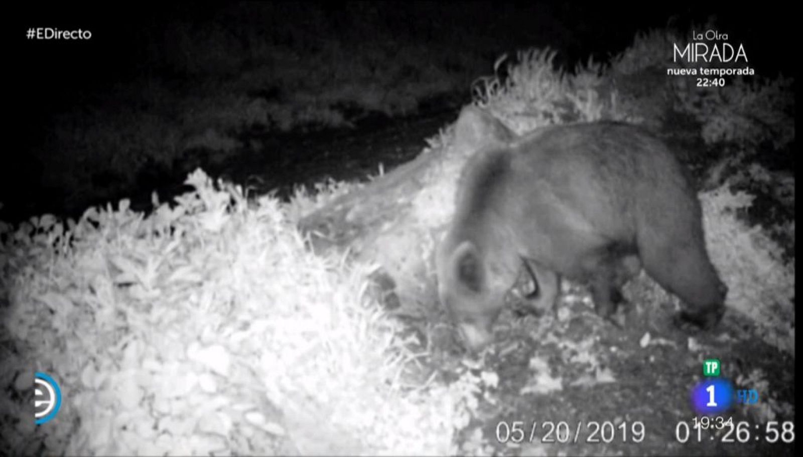 En busca de Beato - España Directo | Ver