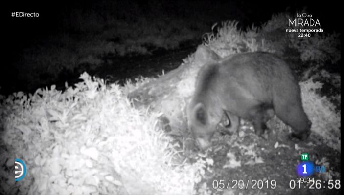 España Directo - En busca de Beato