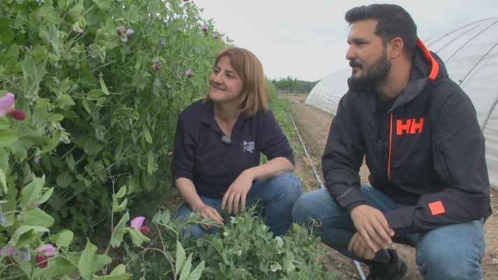 Aquí la Tierra - Comemos bisaltos o tirabeques en Huesca