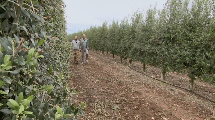 Aquí la Tierra - ¿Dónde están los olivos más al norte de Europa?