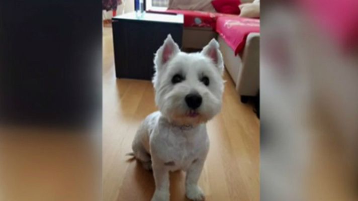 Telediario 1 - Un juez dicta custodia compartida de un perro