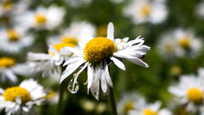 El tiempo - Poco nuboso o despejado y levante fuerte en el Estrecho