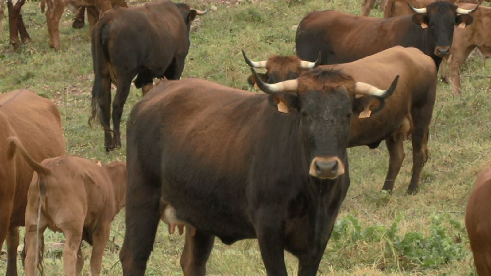 Aquí la Tierra - 31/05/19 - ver ahora