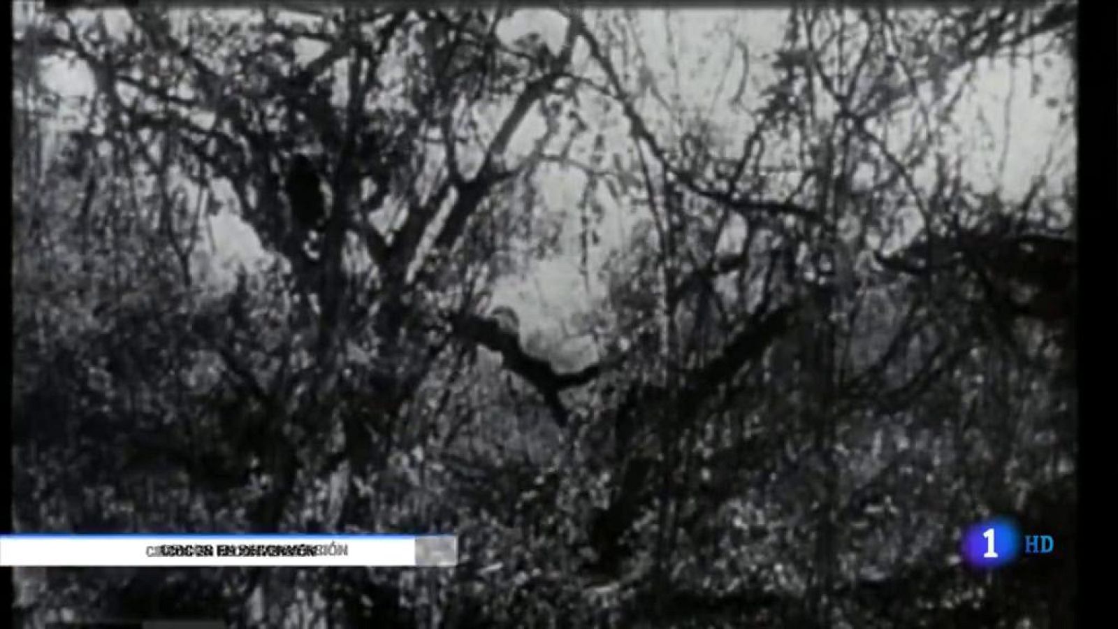 La presencia de animales en el circo está cada vez más restringida