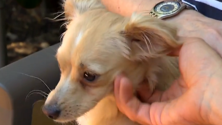 La mañana - En un mundo de perros: La perrita con miedo a los extraños