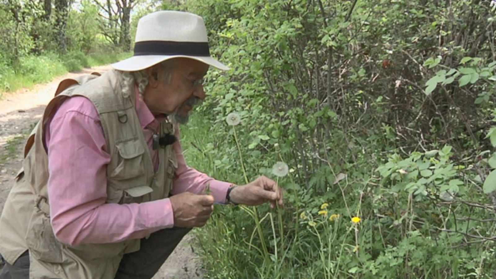 Juan Plantas y el diente de león
