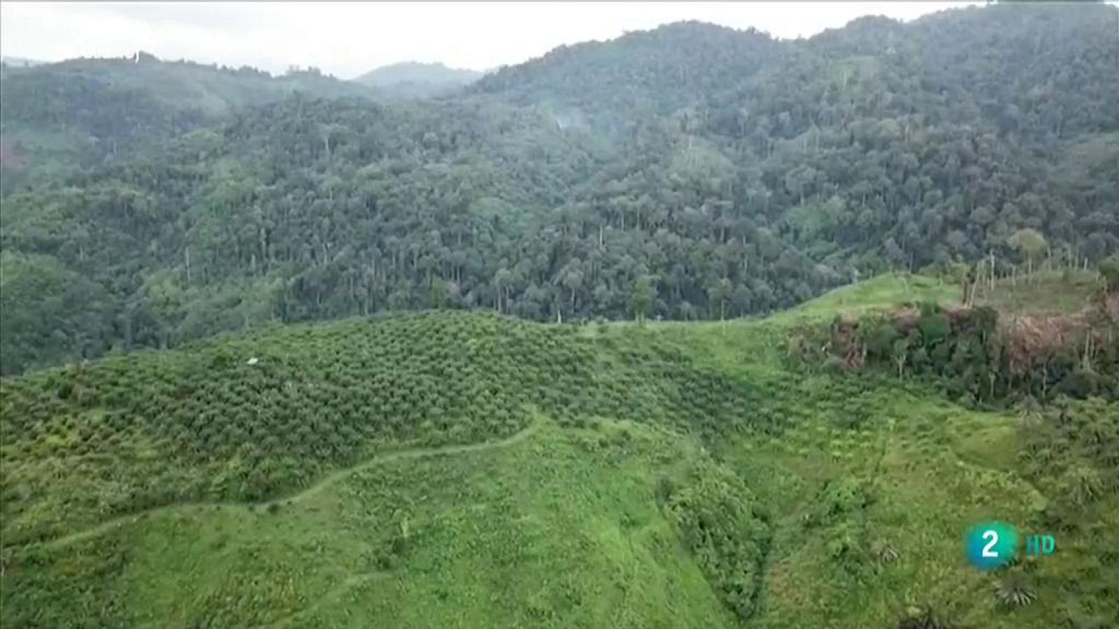 Los problemas del aceite de palma