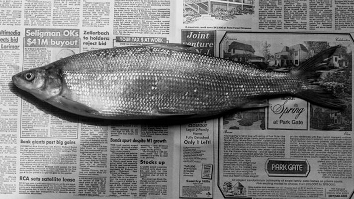 Telediario 1 - Las fotografías menos conocidas de Robert Mapplethorpe, sus naturalezas muertas, en PhotoEspaña