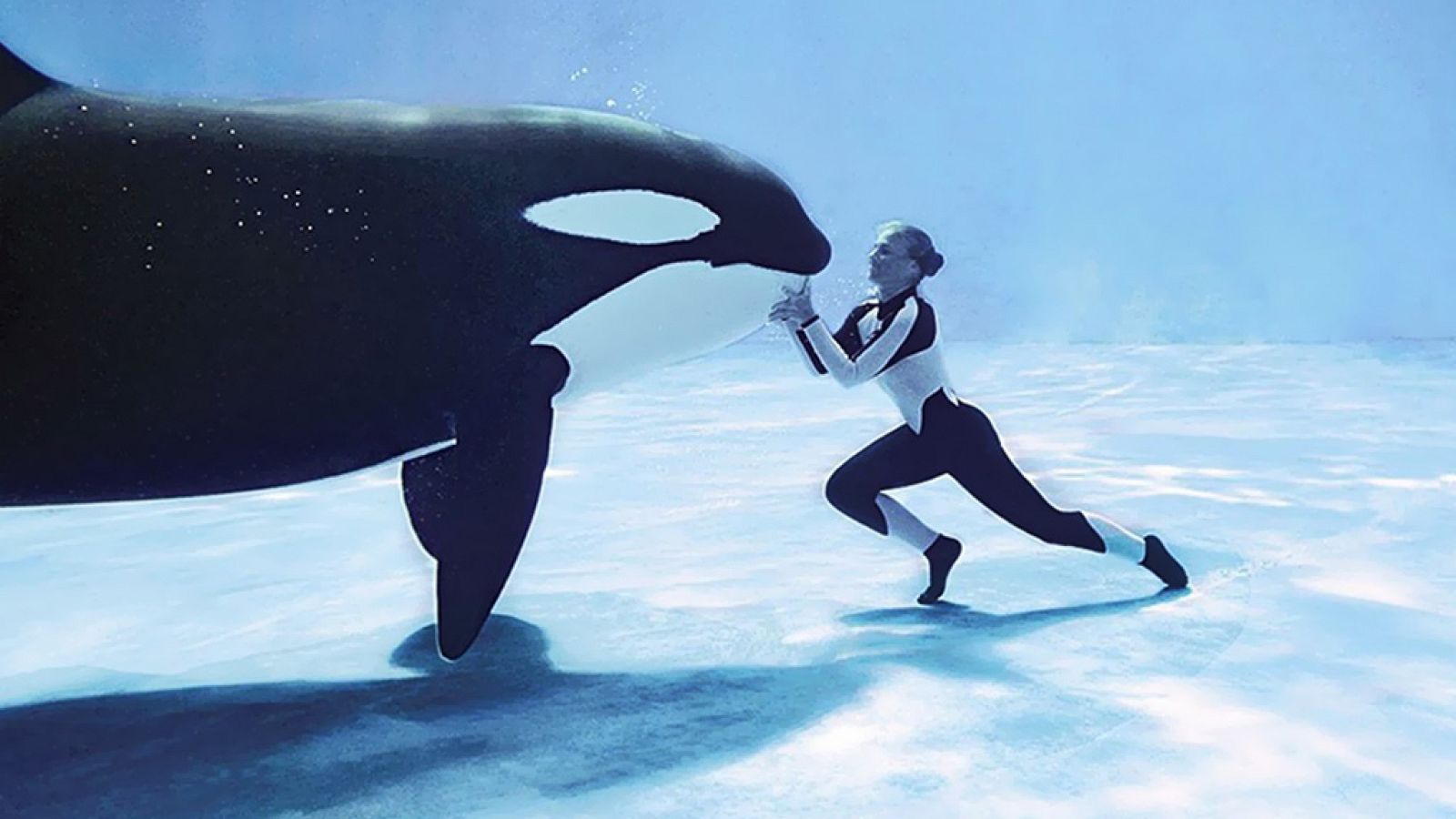 Otros documentales - Blackfish - ver ahora