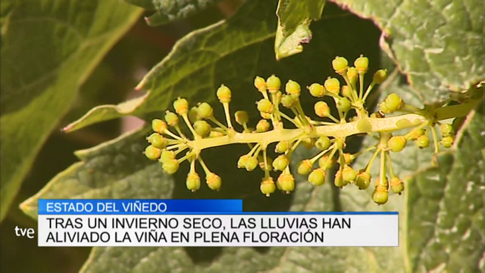 Telerioja en 2' - 07/06/19