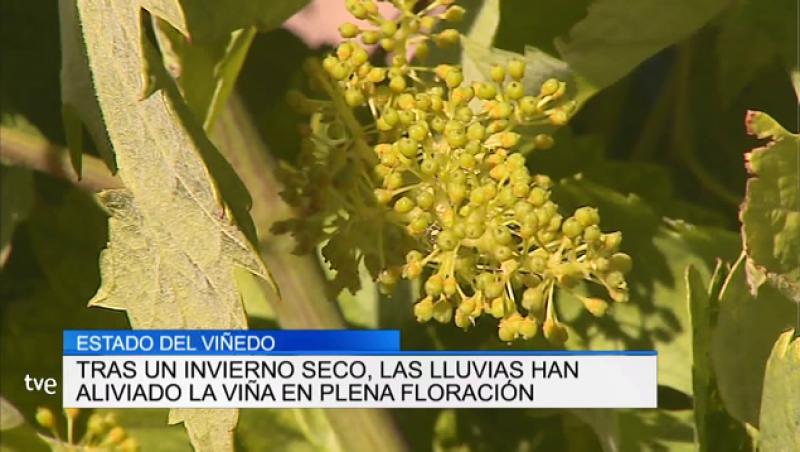 Informativo Telerioja 2 - 07/06/19