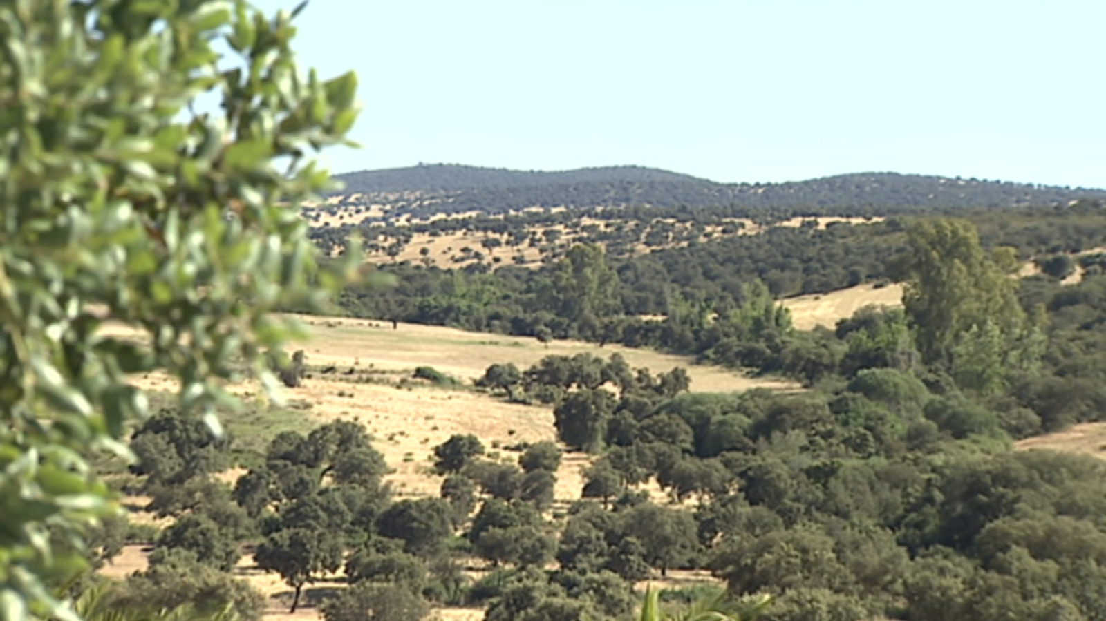 Agrosfera - 08/06/19 - ver ahora