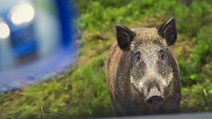 Telediario 1 - La Policía ahuyenta a una manada de jabalíes en Torrelodones