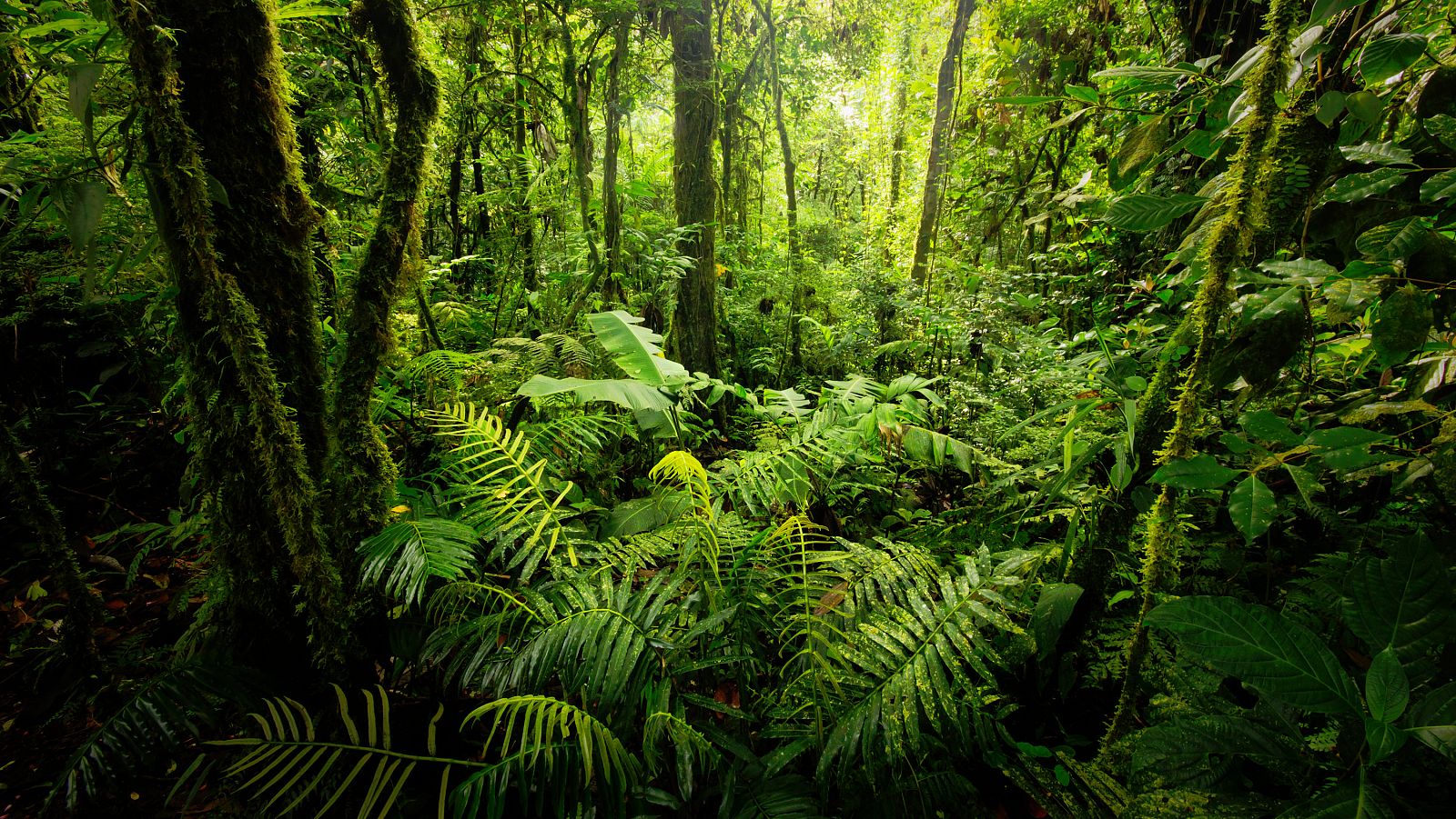 Cerca de 600 especies de plantas se han extinguido en los últimos 250 años, según un estudio de investigadores suecos y británicos. Es más del doble del número de mamíferos, pájaros y anfibios desaparecidos en ese mismo periodo. Y lo más preocupante