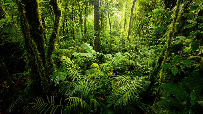 Telediario 1 - Las plantas se extinguen a un ritmo sin precedentes