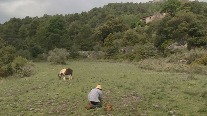 Aquí la Tierra - El mundo farigola