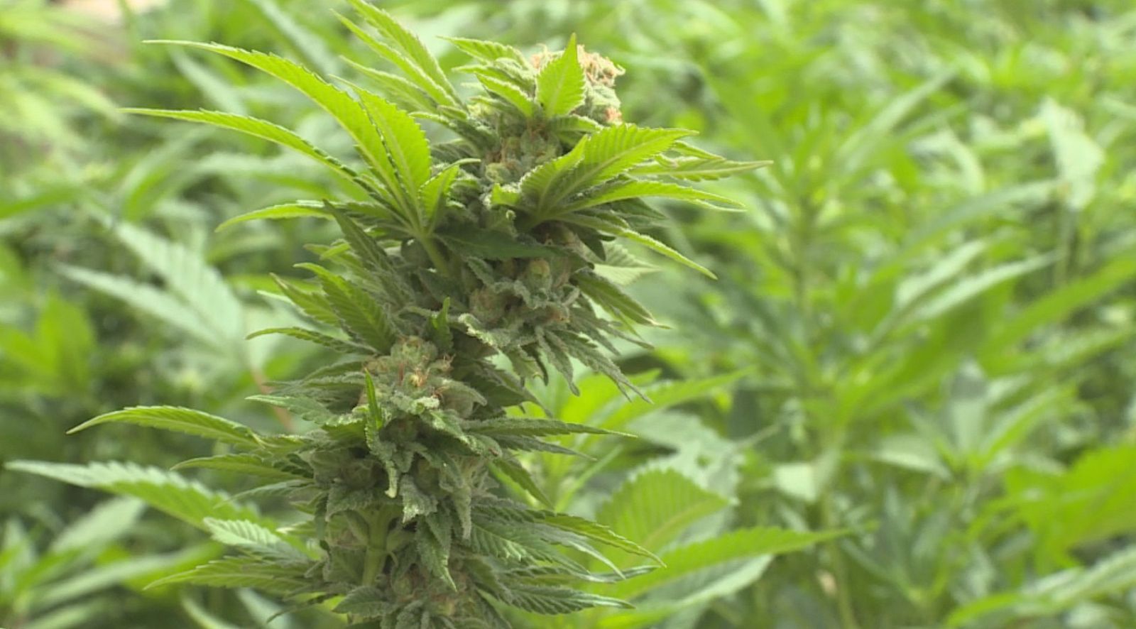 Vídeo Avance de Comando Actualidad sobre la marihuana