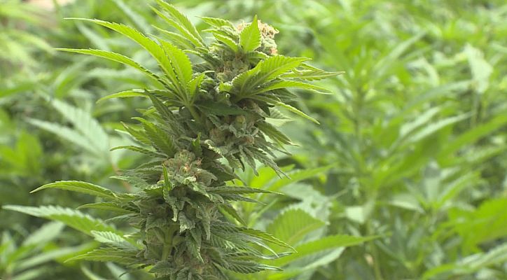 Comando Actualidad - Comando Actualidad - Marihuana - Avance