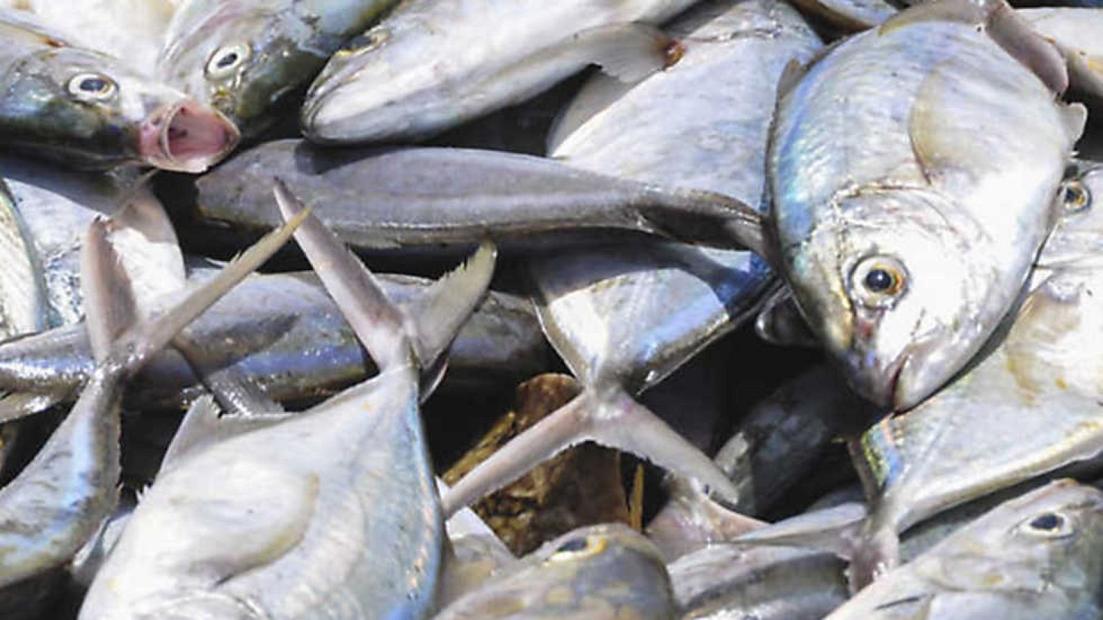 Pescados: Que no te den gato por liebre | Ver