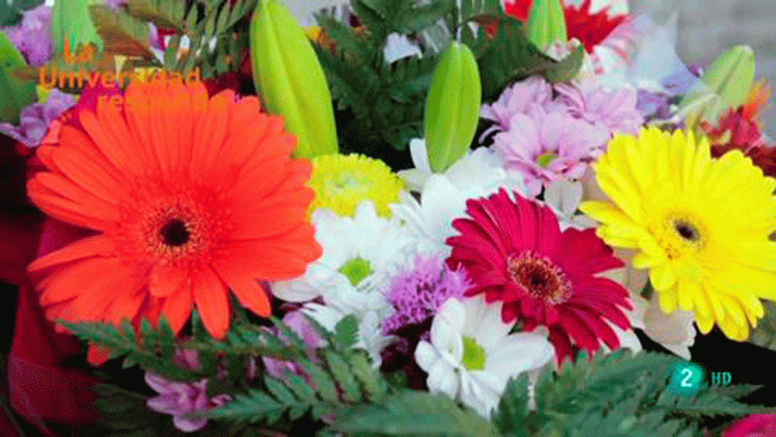 La aventura del saber ¿Sabe la naturaleza de matemáticas? Universidad Miguel Hernández. La Universidad Responde.