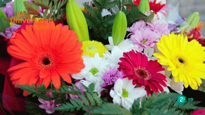 La aventura del Saber - ¿Sabe la naturaleza de matemáticas?