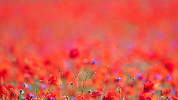 El tiempo - Tiempo estable y soleado en todo el país